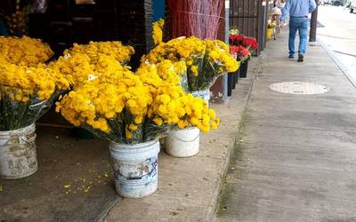 Sabes que son las flores eternas? Te contamos - El Sol de Orizaba   Noticias Locales, Policiacas, sobre México, Veracruz y el Mundo