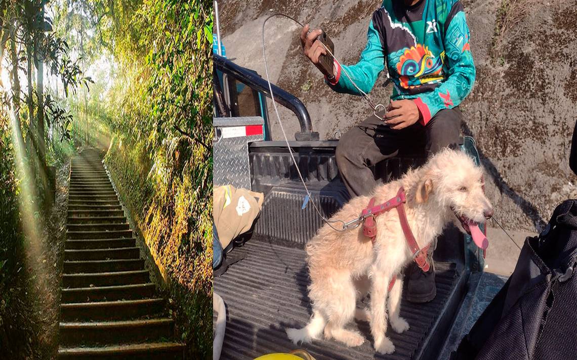 Cerro del Borrego: ¿Por qué PC de Orizaba no rescató a un perro que cayó a un barranco?  – El Sol de Orizaba